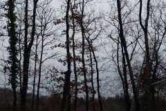 20220127_095556-rotated