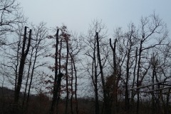 thumbs_20220127_162811