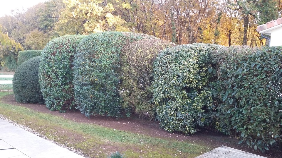 Plantations à Fontclaireau