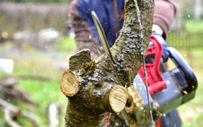 Élagage à Fontclaireau : Confiez la santé de vos arbres à notre équipe d’experts