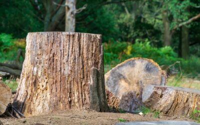 Dessouchage à Fontclaireau : une intervention essentielle pour la santé de votre jardin